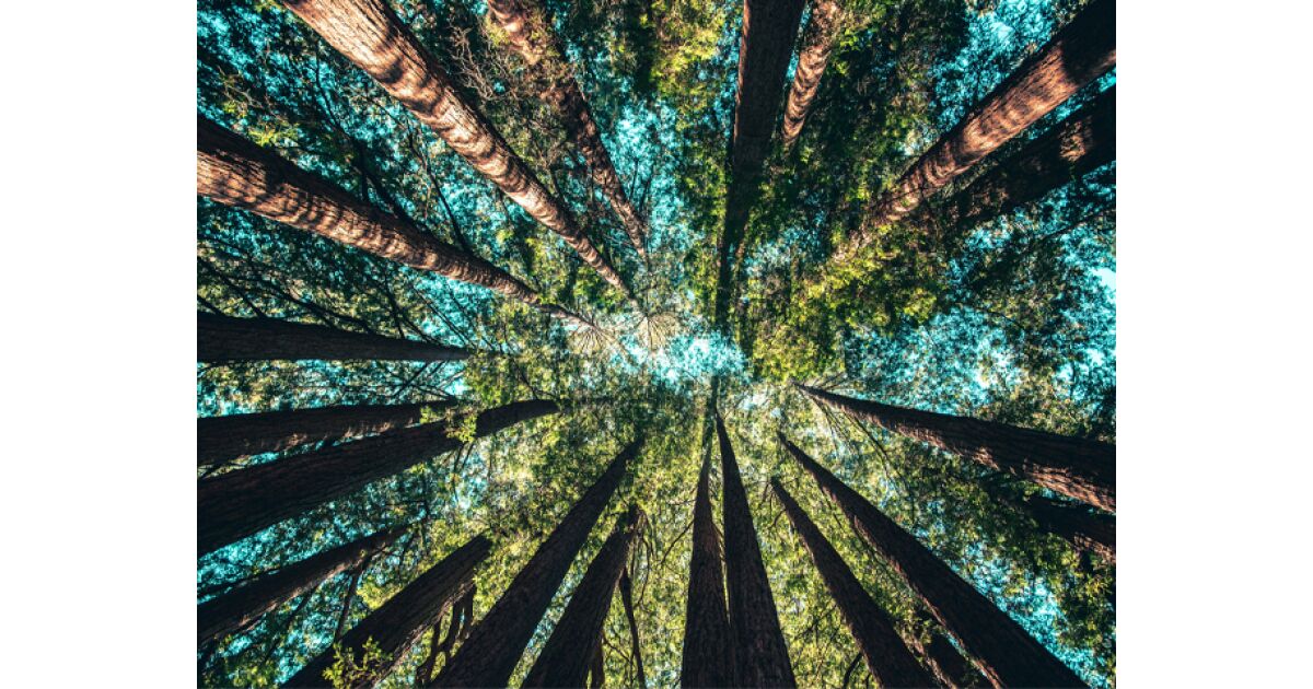 Missing Man Found Dead in Orange County Woods After Weeks-Long Search