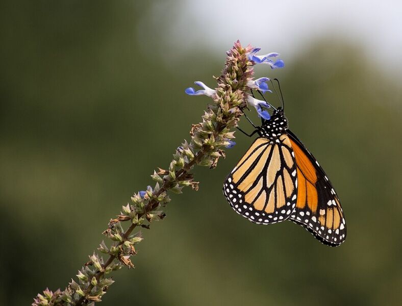 Monarch Butterfly Tagging