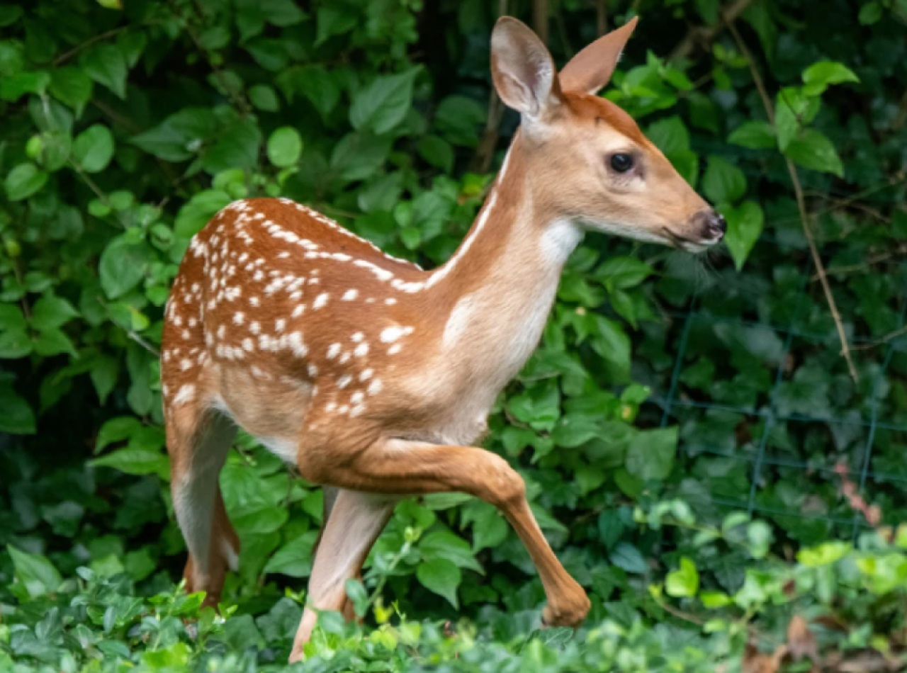 From the Forest: The Midstory
