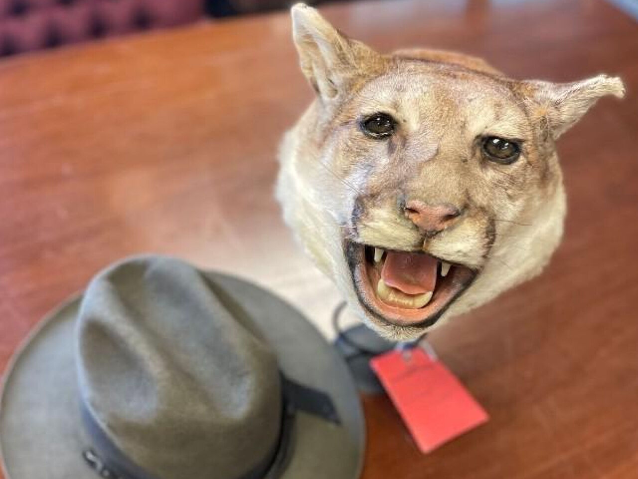 Mamakating Store Busted for Selling Mountain Lion Head