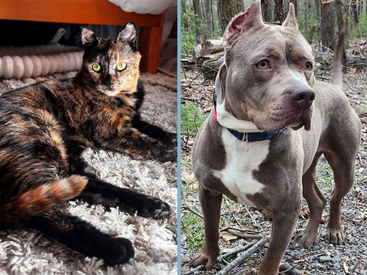 Adopt-A-Pet