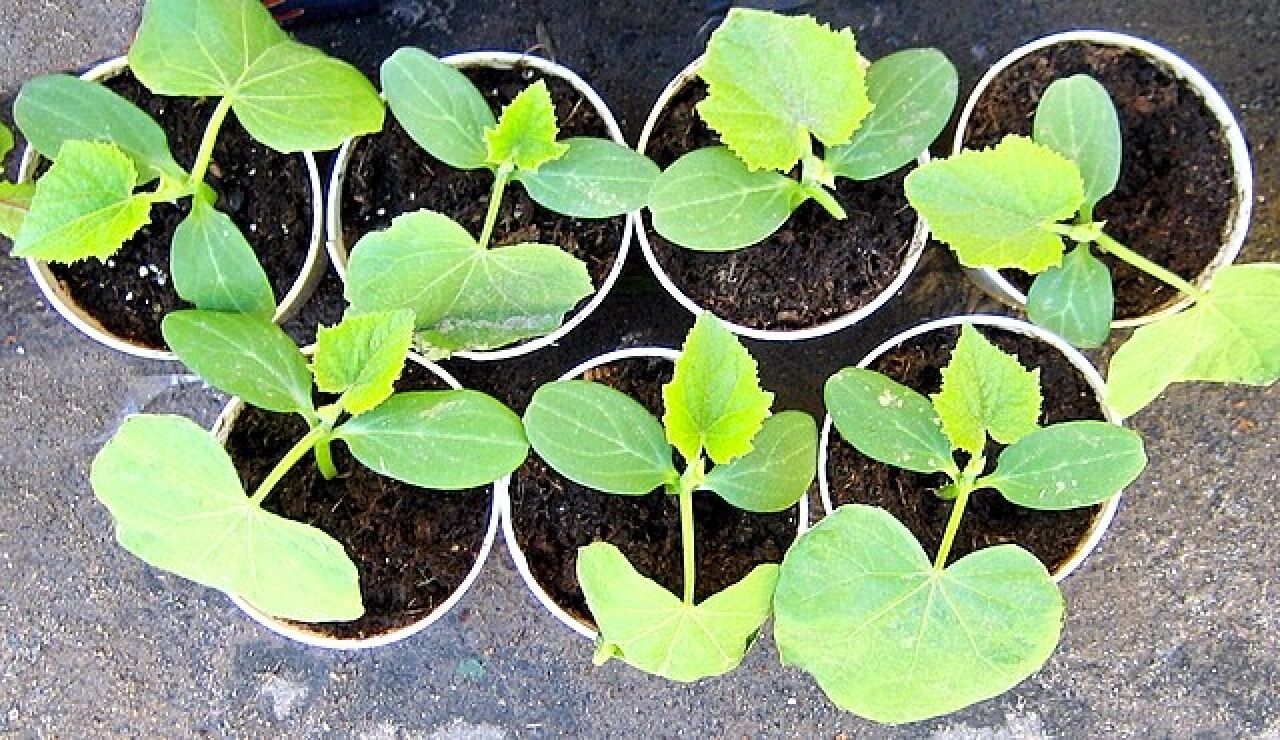 Autumn Planting Talk &amp; Sale
