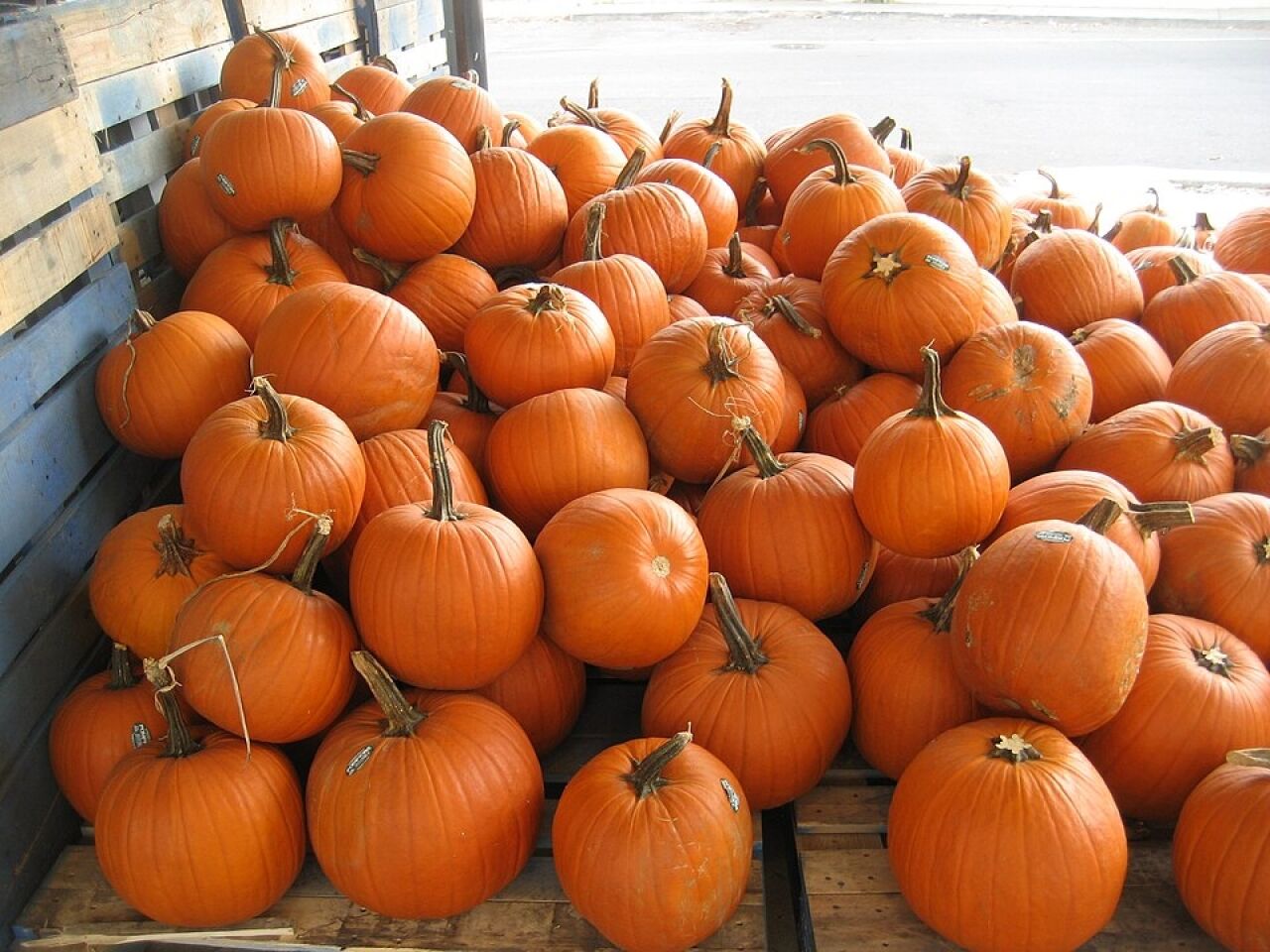 Pumpkin Carving in Cragsmoor