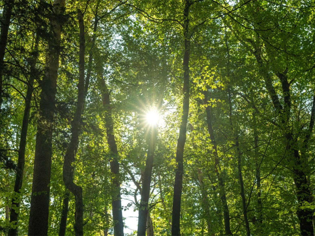 From the Forest