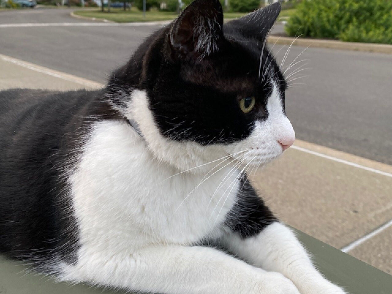 Pet Sounds: Remembering Tux
