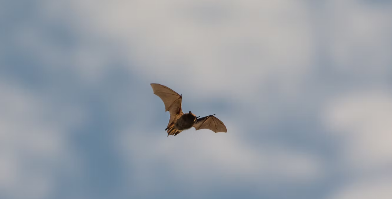 Let Sleeping Bats Lie: DEC Issues Bat Week Reminder