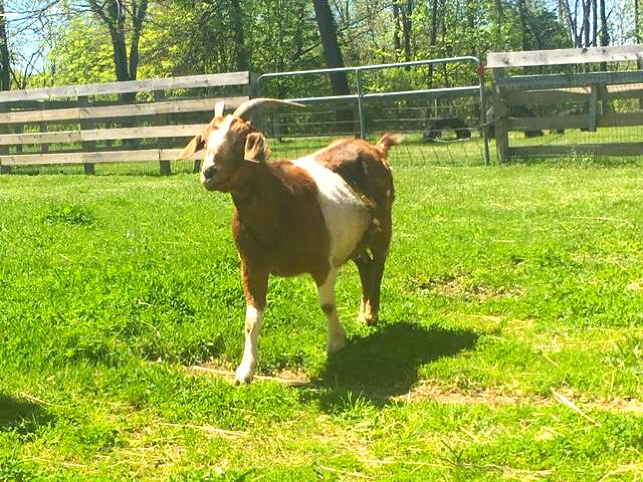 Woodstock Farm Sanctuary Saves Oreo The Goat Via 3D Printing