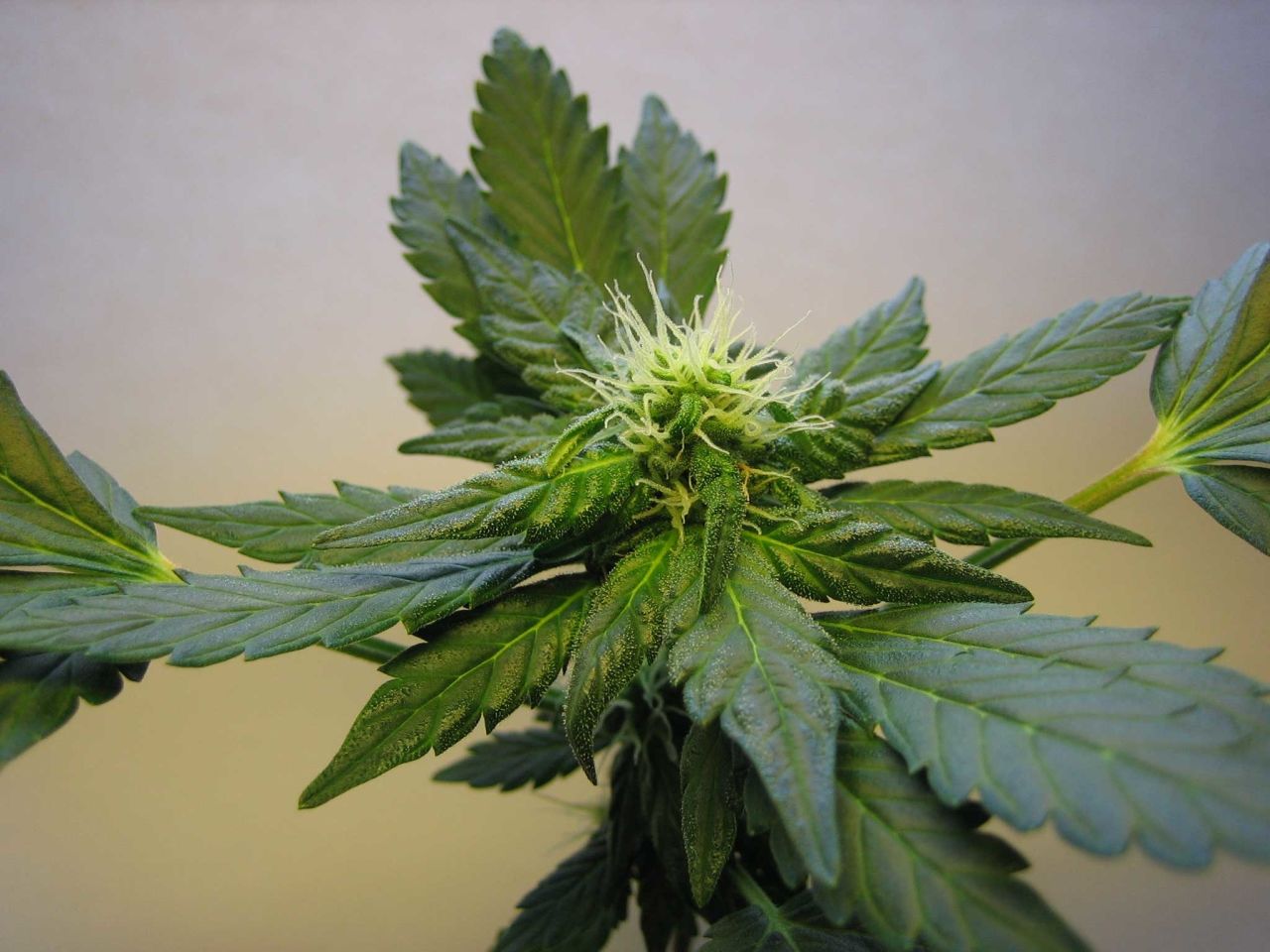 Cuomo Signs Landmark Hemp Regulation Bill
