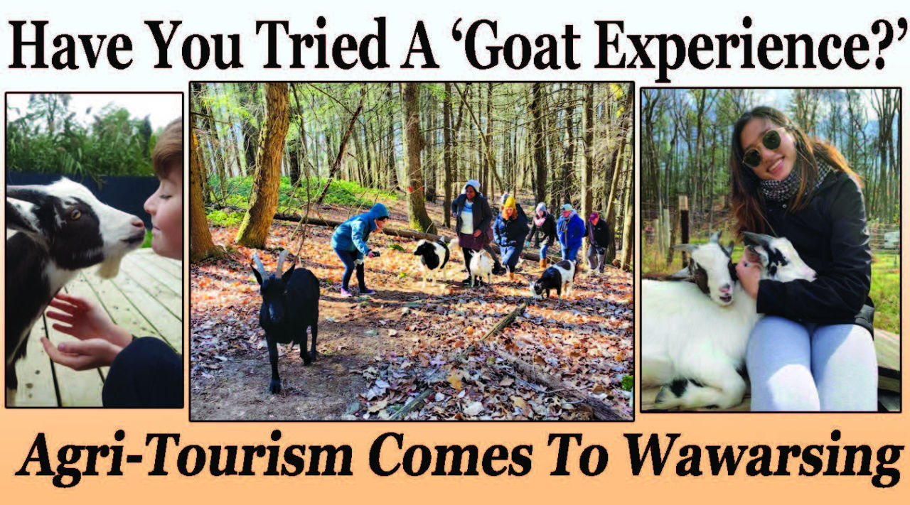 Have You Tried A ‘Goat Experience?’