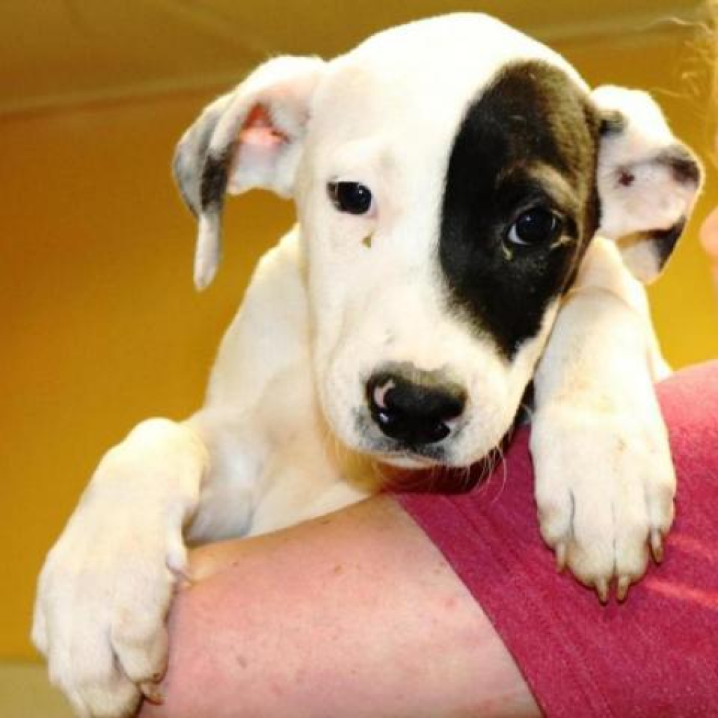 Adopt-A-Pet