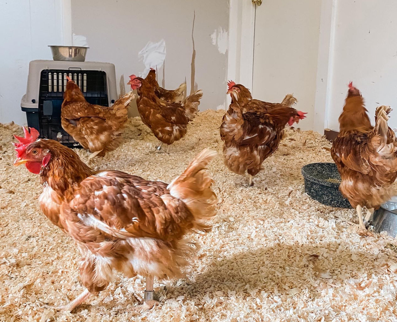Ten Chickens Saved From Death
