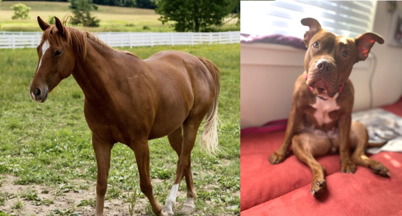 Adopt-A-Pet