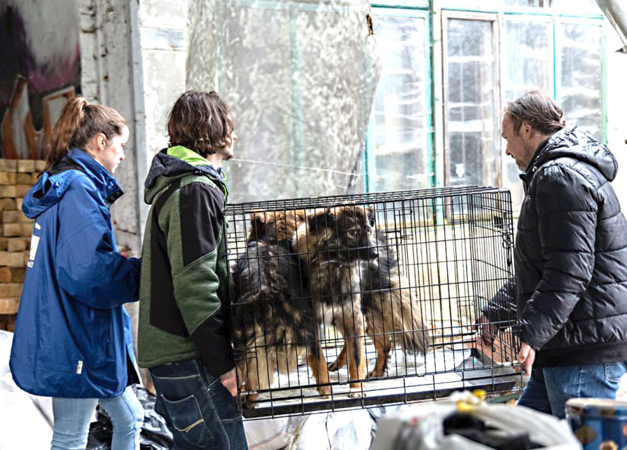 Woodstock Farm Sanctuary Rescues Animals From Ukraine