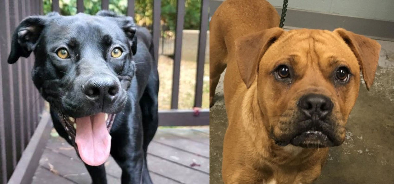 Adopt-A-Pet