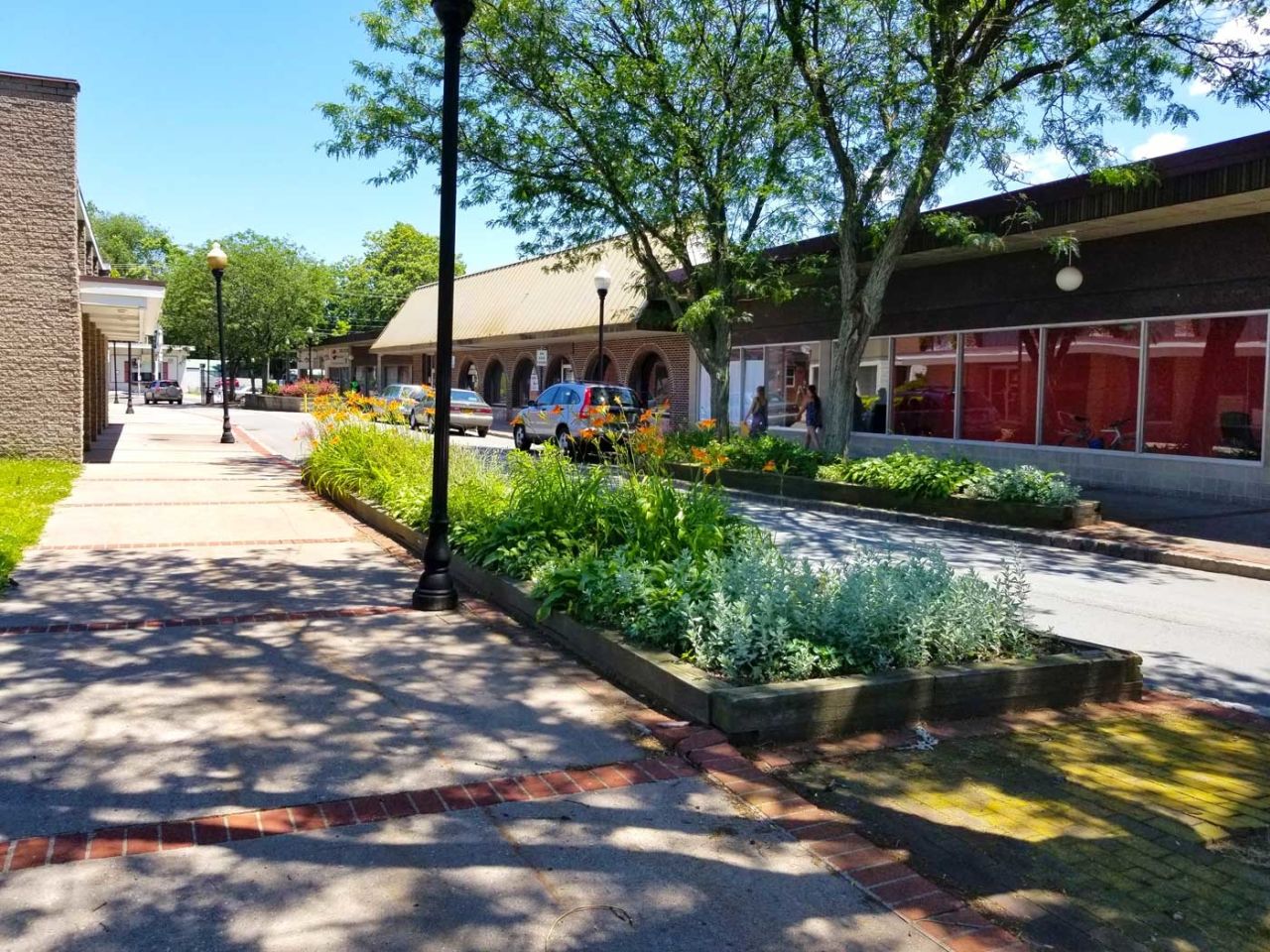 New Trees Planned, Old Trees Saved