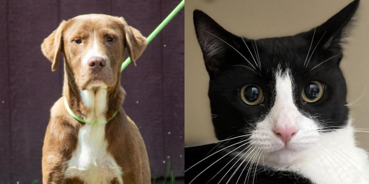 Adopt-A-Pet