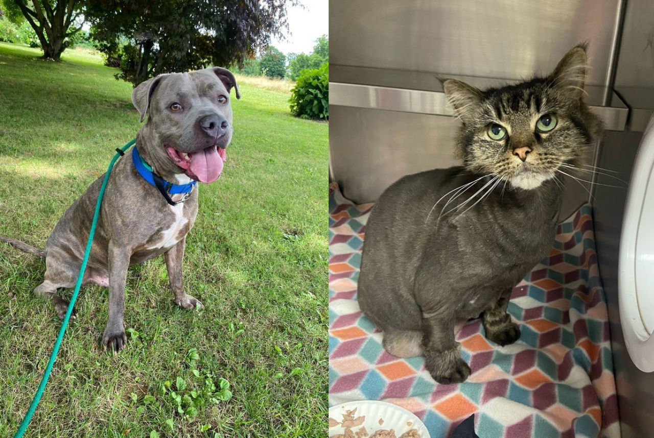 Adopt-A-Pet