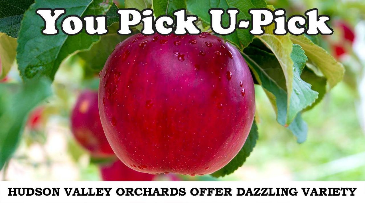 Your Pick of U-Pick