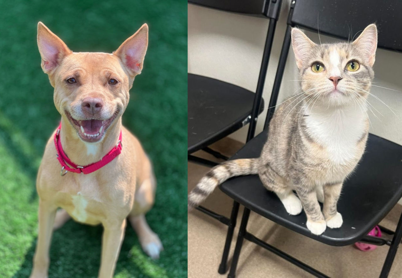 Adopt-A-Pet