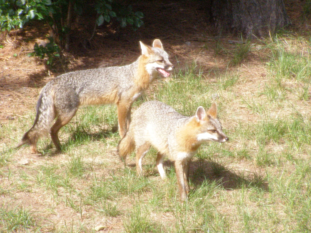 Neversink Fox Tests Positive for Rabies