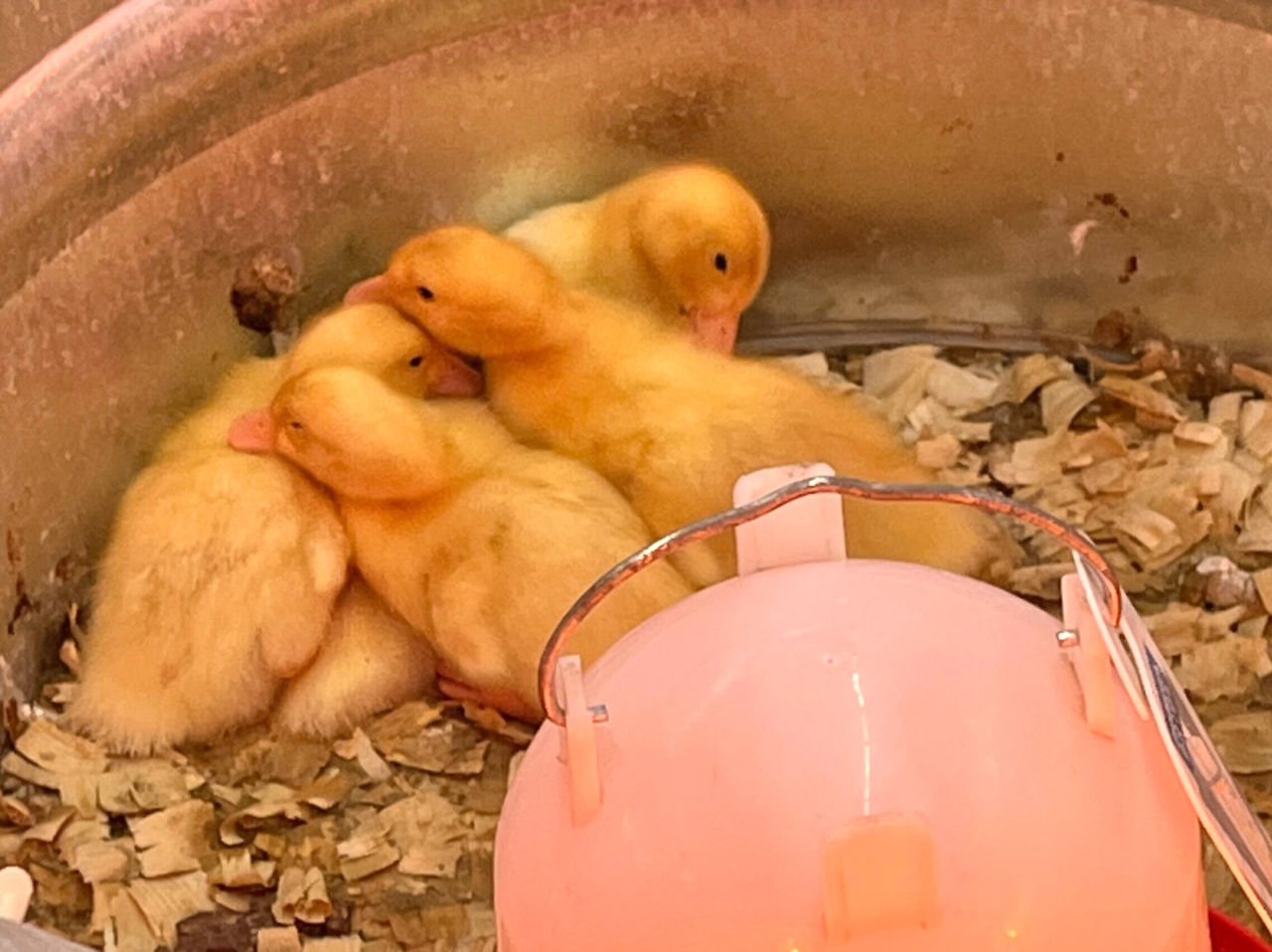 Woodstock Farm Animal Sanctuary Takes on Tractor Supply