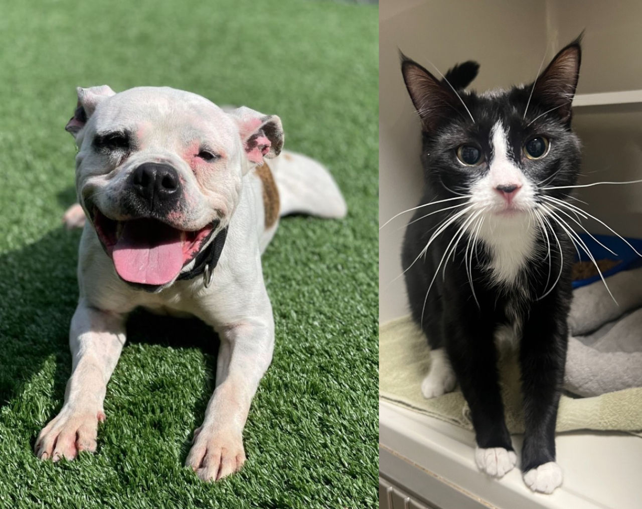 Adopt-A-Pet