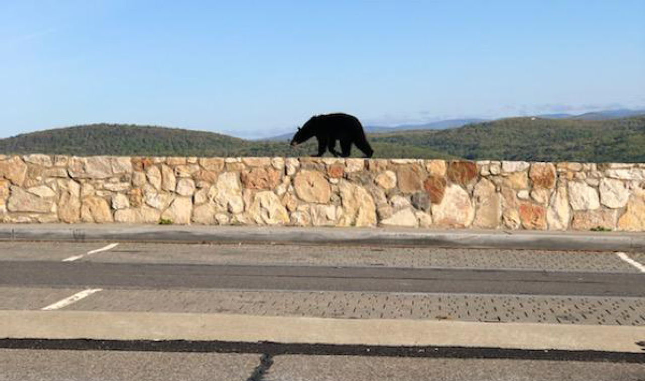 Bear on the Ridge!