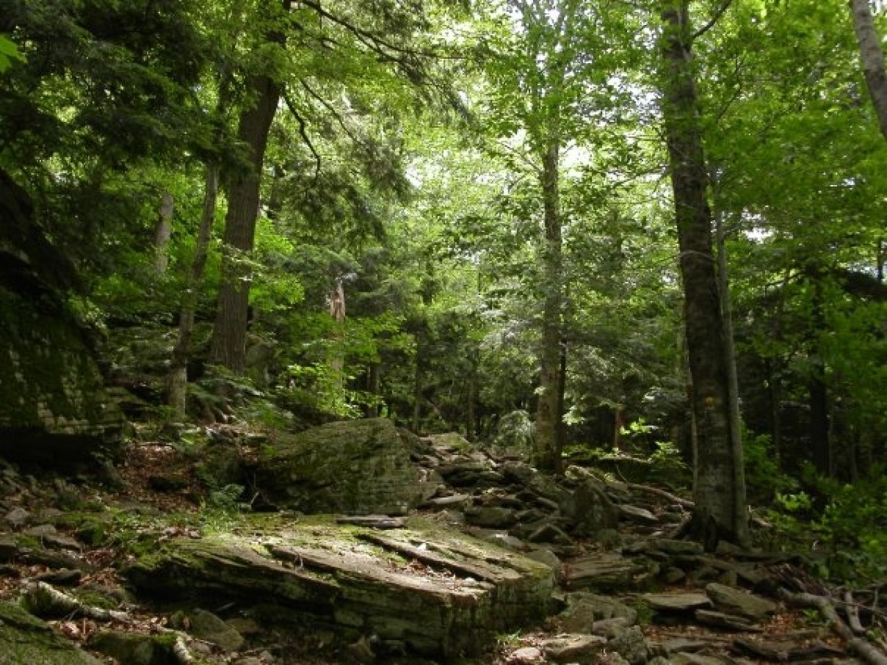 From the Forest