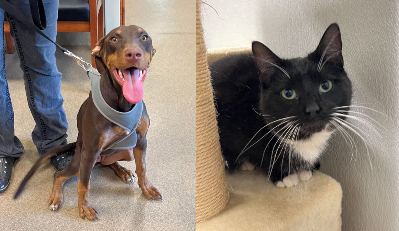 Adopt-A-Pet