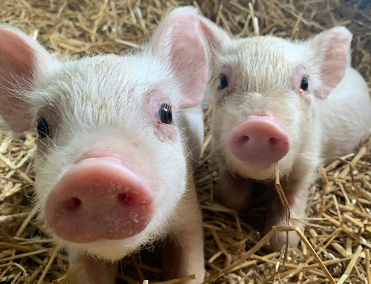 Community Support Needed for Farm Sanctuary’s 400 Rescued Animals