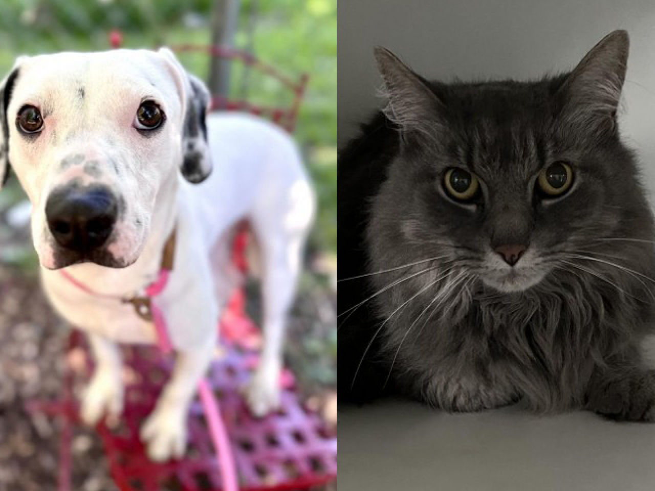 Adopt-A-Pet