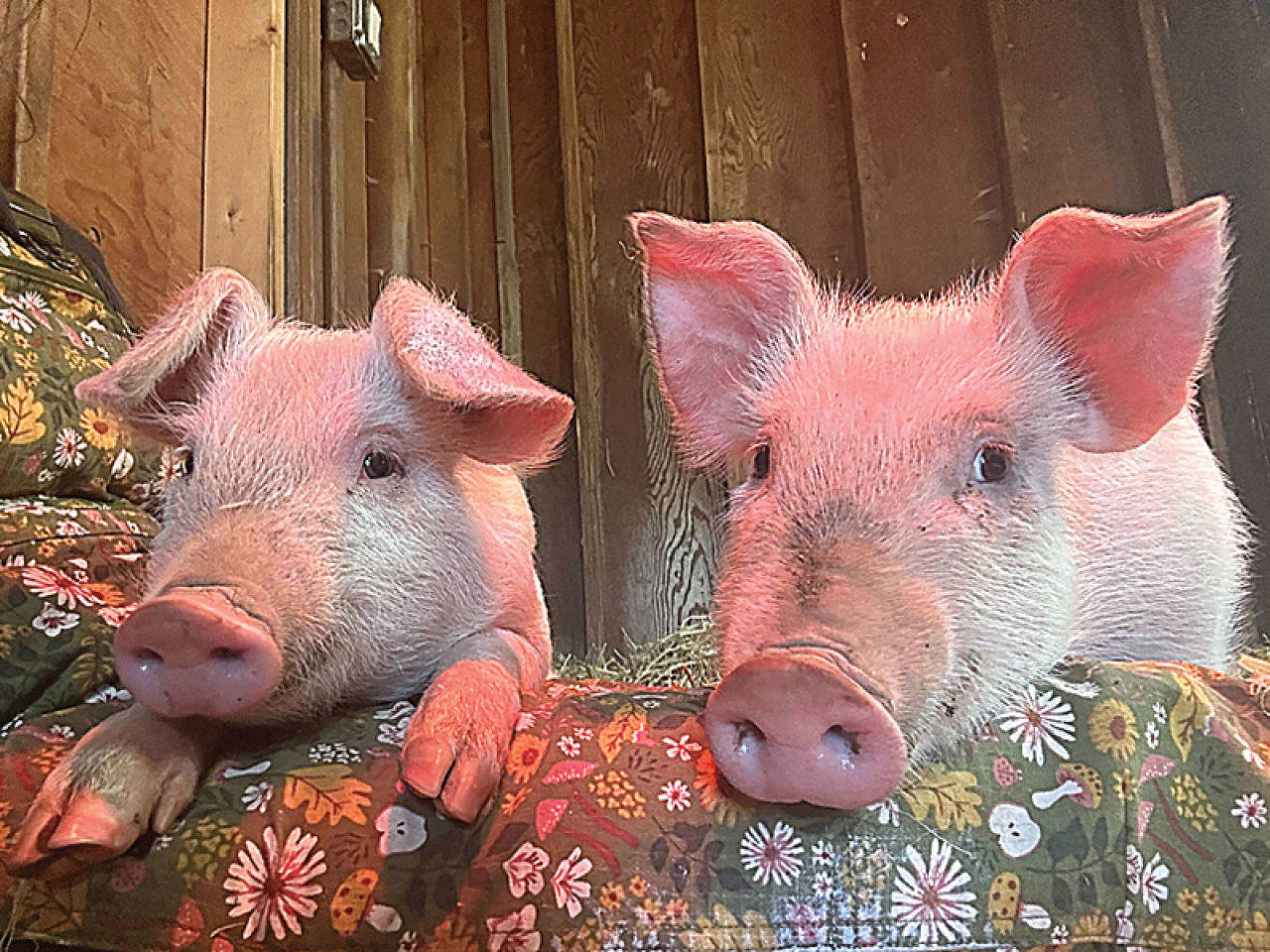 Two Little Piggies in Safe Hands at Sanctuary; Oracle the Sheep Also Thriving