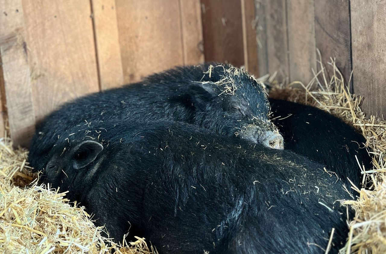 Woodstock Farm Sanctuary Seeks Help to Keep Animals Safe