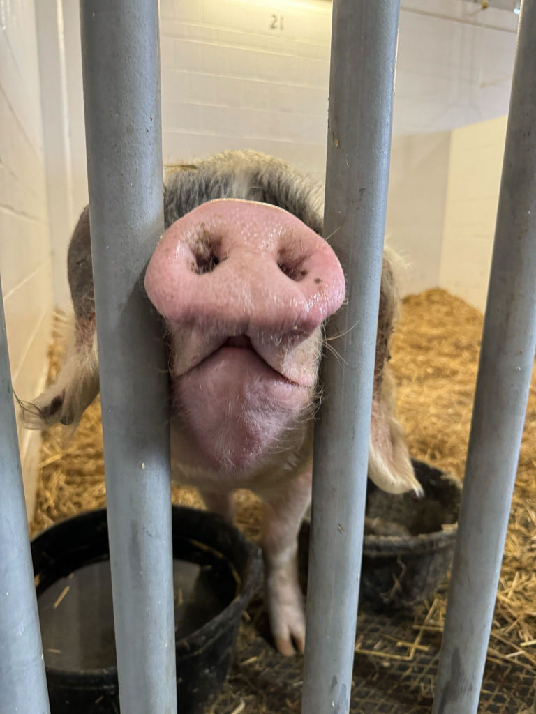 Oink! Bradley the Pig Returns Home from Vet in Ithaca