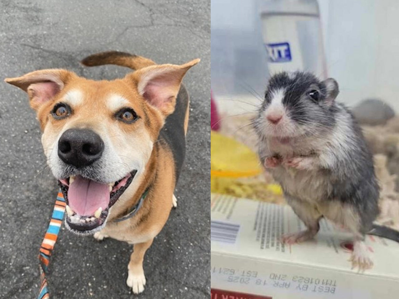 Adopt-A-Pet