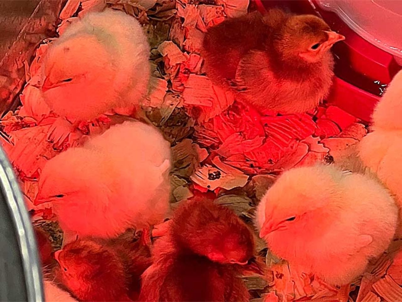 Too Many Unwanted Chickens