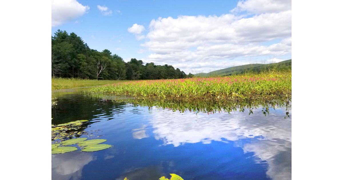 Kayak Rentals Coming To The Basha Kill