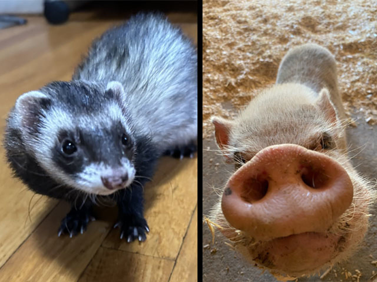 Adopt-A-Pet