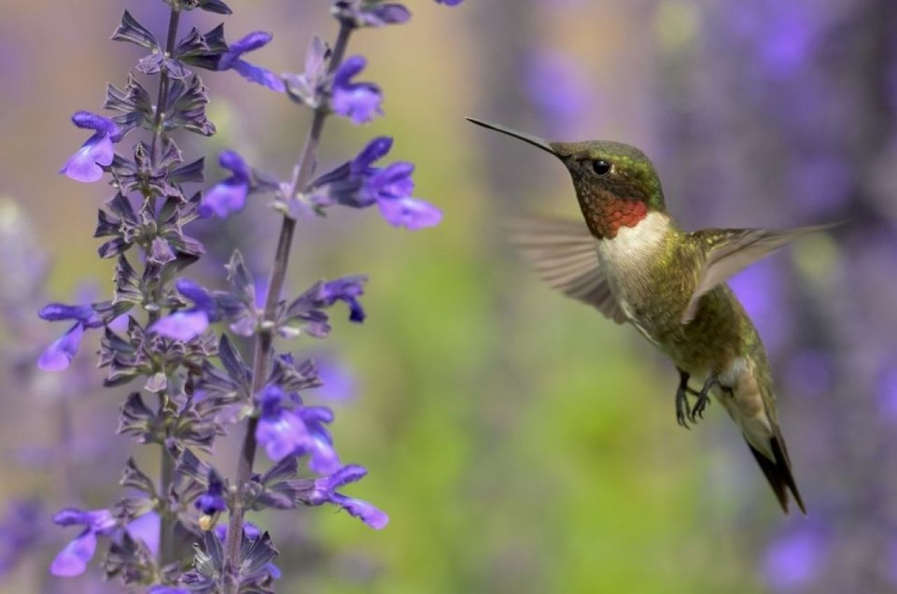 Hummingbird Talk at Mamakating Environmental Education Center