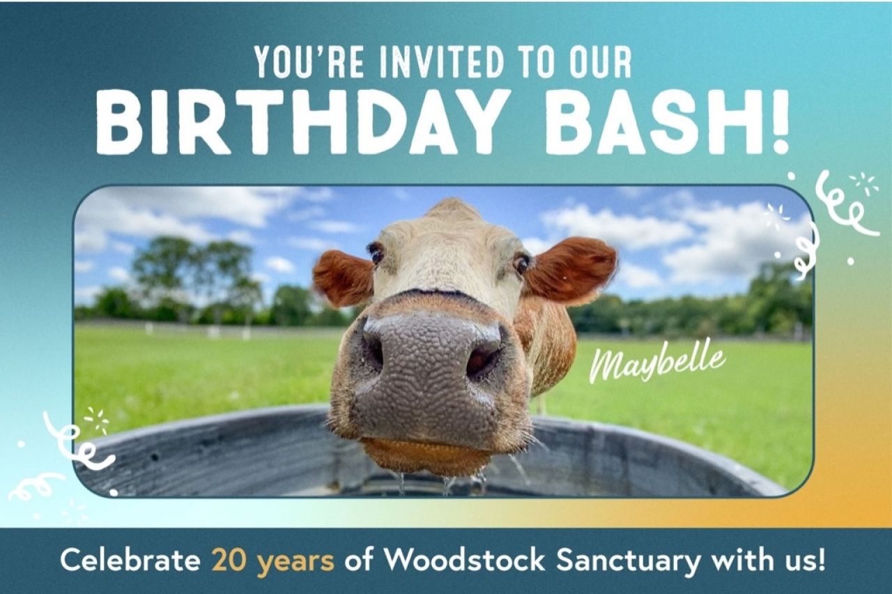 Woodstock Farm Sanctuary Turns 20!