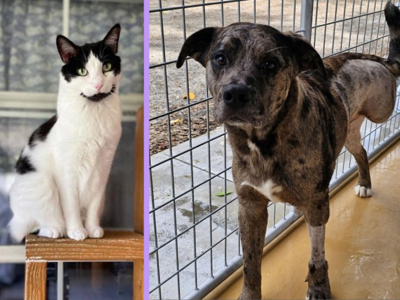 Adopt-A-Pet
