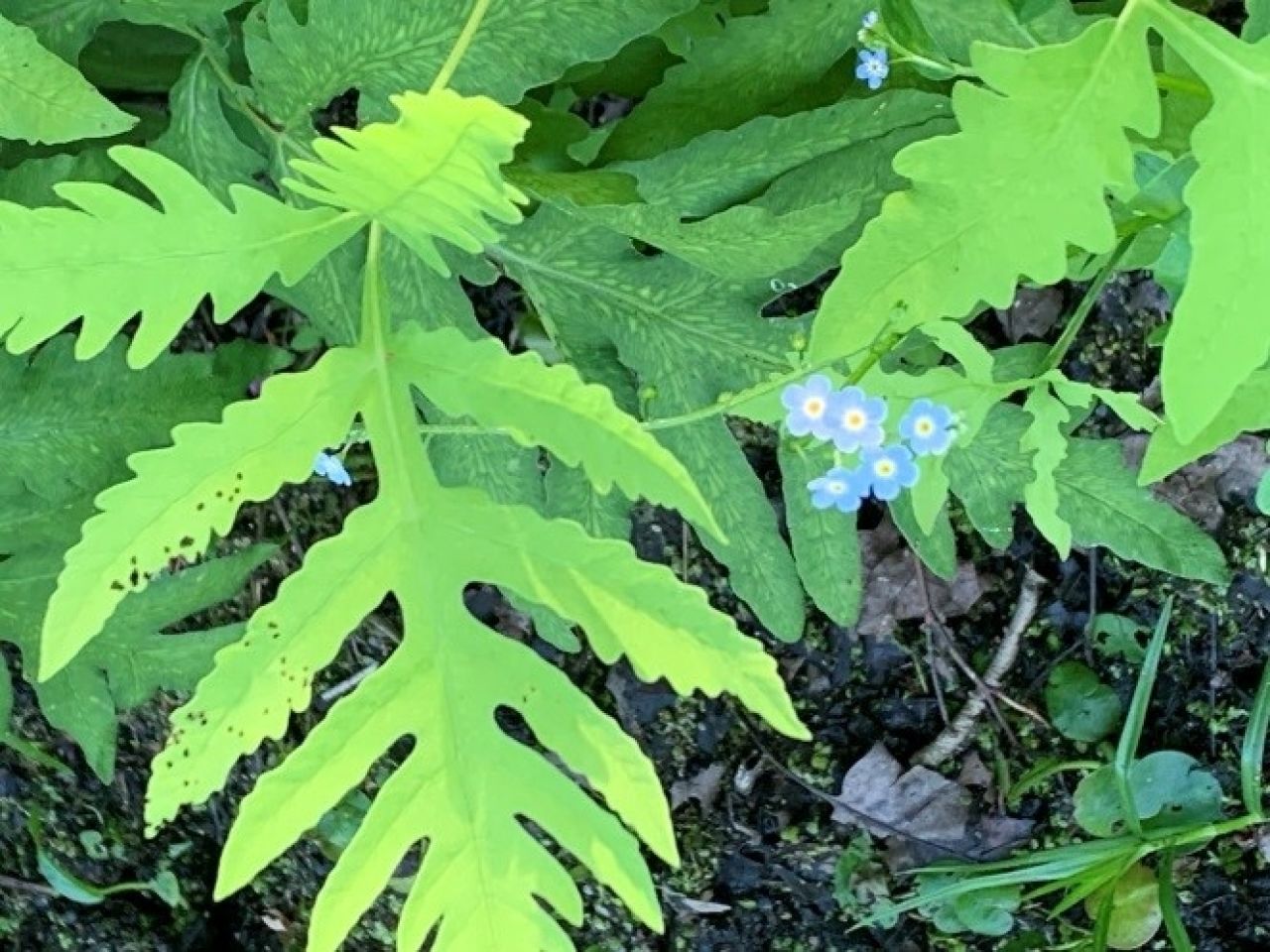 Bashakill Fern Walk