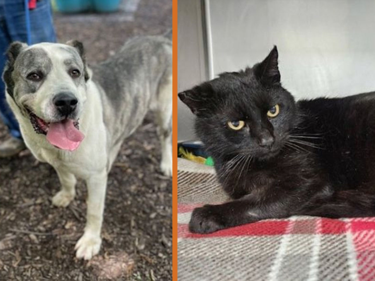 Adopt-A-Pet
