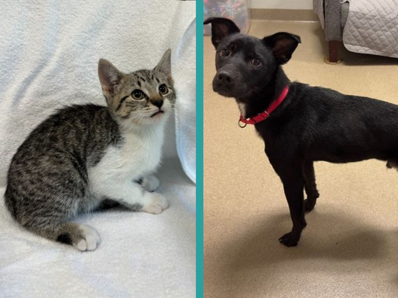Adopt-A-Pet