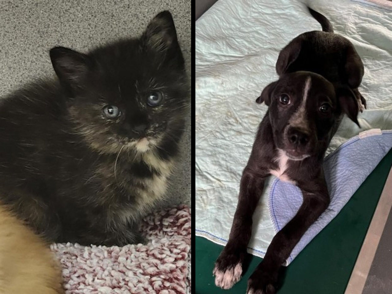 Adopt-A-Pet