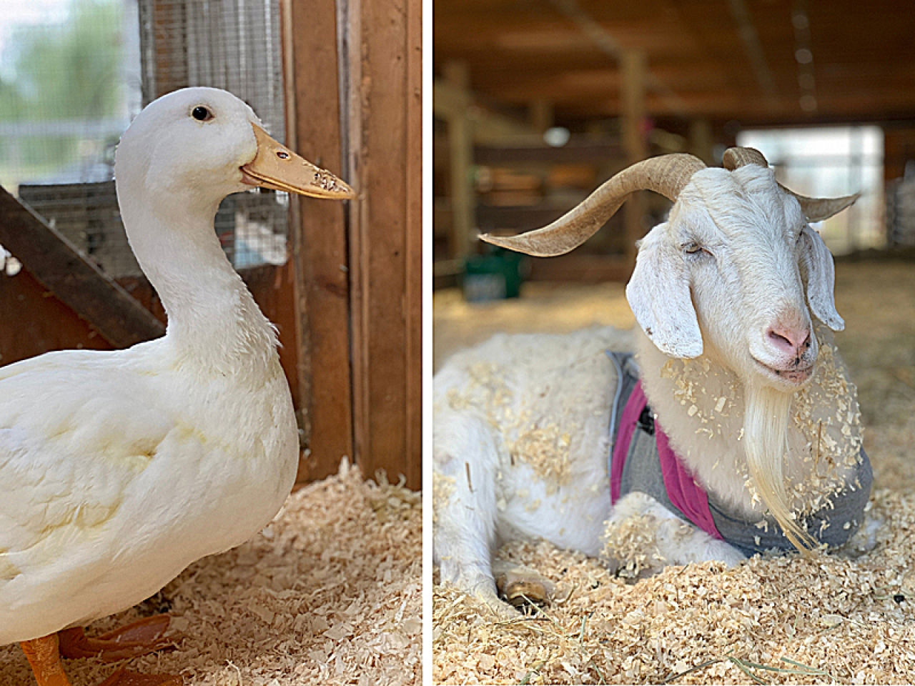 Woodstock Farm Sanctuary Seeks Funds for Animal Bedding