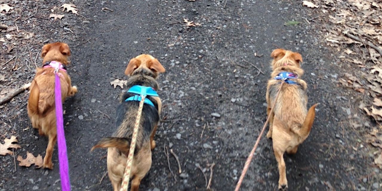 Wallkill Valley Land Trust Dog Walk