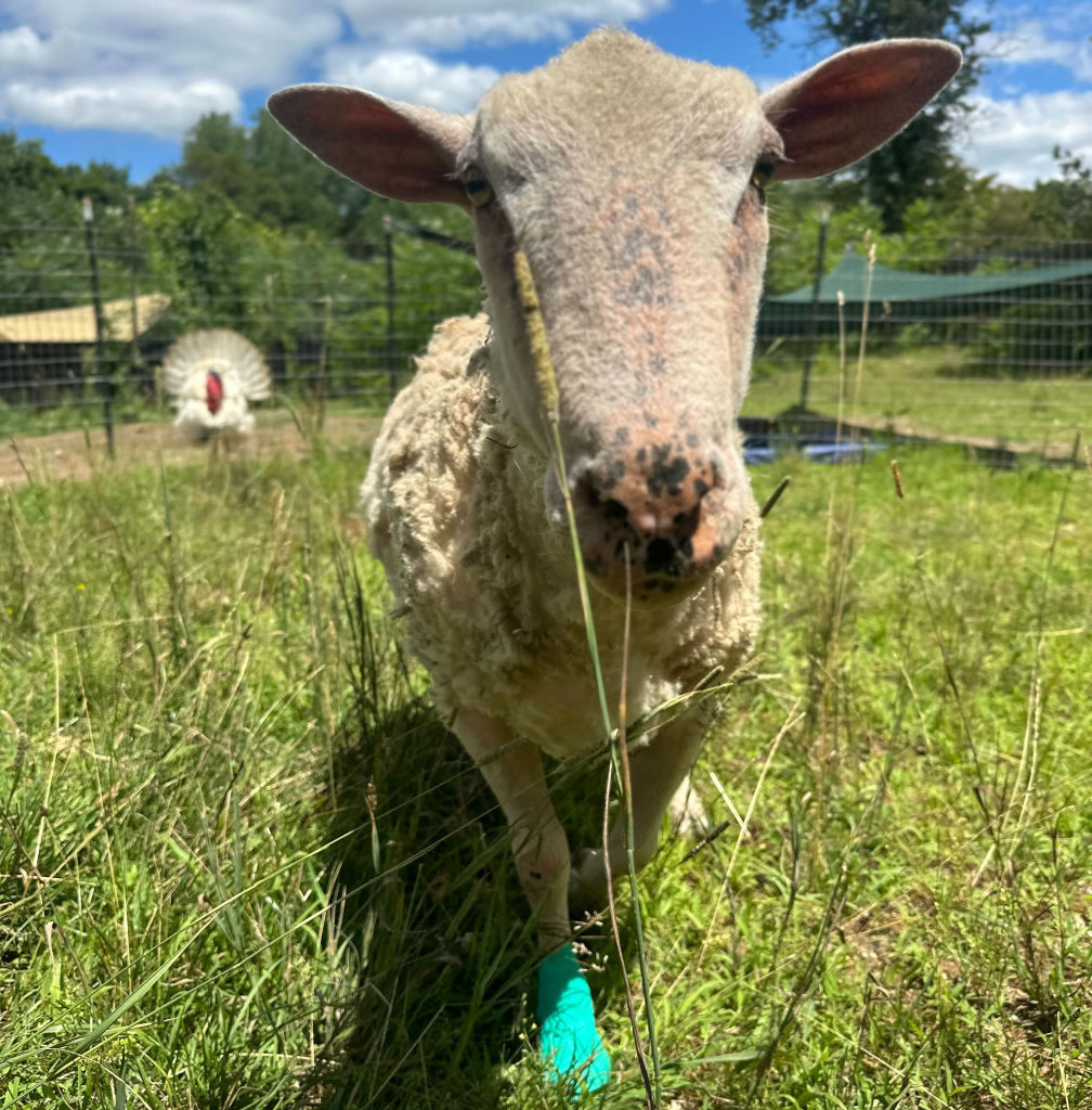 Beloved Rescued Sheep in Critical Condition