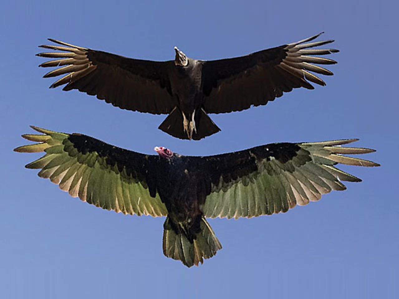Vulture Awareness Day at Minnewaska: Exploring Nature's Clean-Up Crew