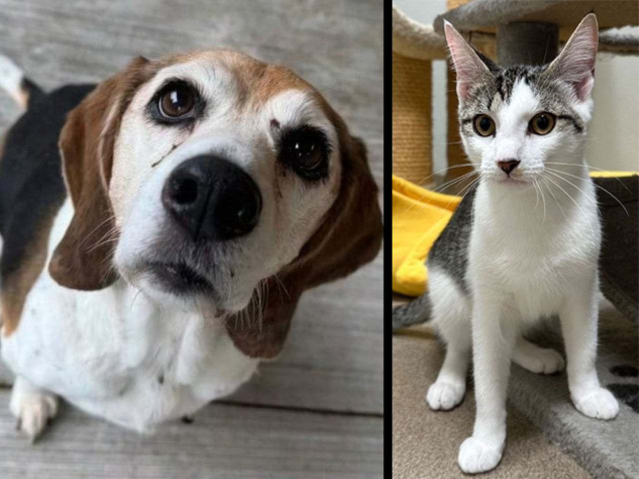 Adopt-A-Pet